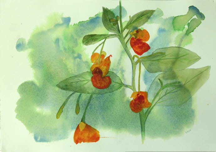 Jewelweed (Impatiens capensis)