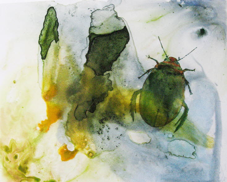 Spangled water beetle